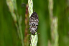 Agrypnus murinus
