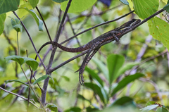 Basiliscus vittatus