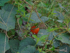 Trichosanthes scabra