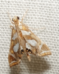 Chrysendeton medicinalis