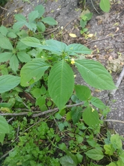 Impatiens parviflora