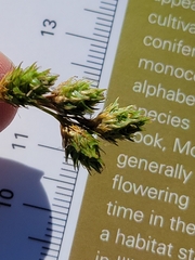 Carex bicknellii