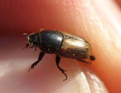 Colobopterus erraticus