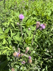 Cirsium carolinianum
