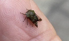 Smilia camelus