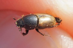 Colobopterus erraticus