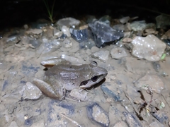 Limnonectes paramacrodon