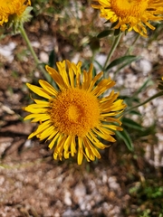 Pentanema montanum