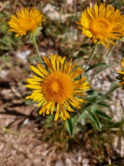 Pentanema montanum