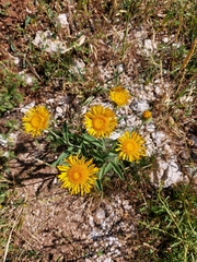 Pentanema montanum