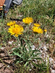 Pentanema montanum