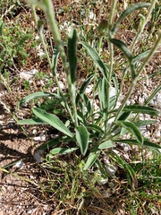 Pentanema montanum