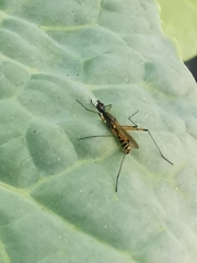 Micropeza corrigiolata
