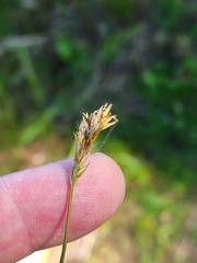 Carex siccata