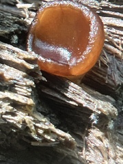 Elaiopezia