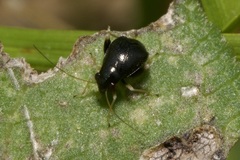 Halticus apterus