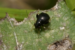 Halticus apterus