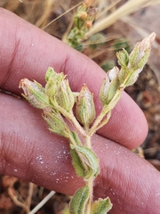 Hypericum pubescens image