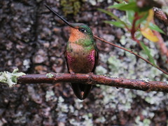 Coeligena helianthea