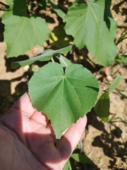 Abutilon theophrasti