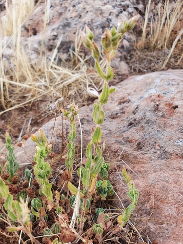 Hypericum pubescens image