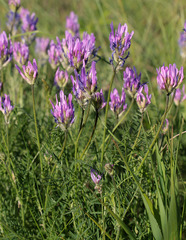Astragalus jelenevskyi