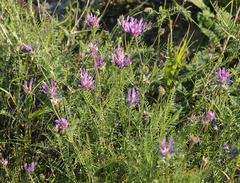Astragalus jelenevskyi