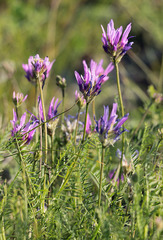 Astragalus jelenevskyi