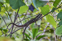 Basiliscus vittatus