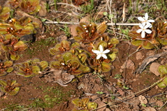 Drosera bulbosa