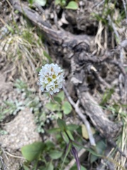 Micranthes rhomboidea