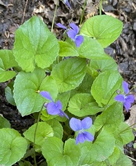 Viola selkirkii