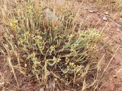 Hypericum tomentosum