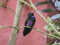 Coeligena helianthea