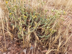 Hypericum tomentosum