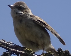 Curruca curruca