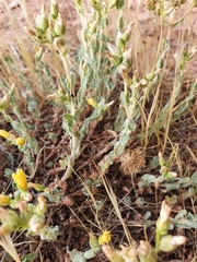 Hypericum tomentosum