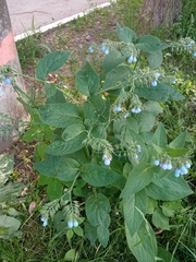 Symphytum caucasicum