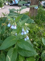 Symphytum caucasicum