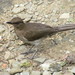 Black-billed Thrush - Photo (c) Patton, some rights reserved (CC BY-NC-SA)