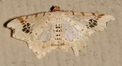 Macaria promiscuata