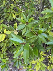 Rhizophora apiculata