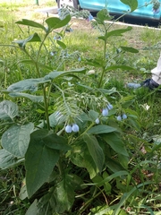 Symphytum caucasicum