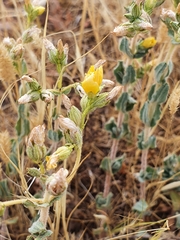 Hypericum tomentosum