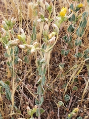 Hypericum tomentosum