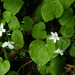 Heartleaf Springbeauty - Photo (c) mhays, some rights reserved (CC BY-NC), uploaded by mhays