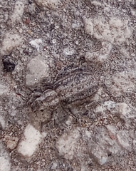 Cycloderes pilosulus