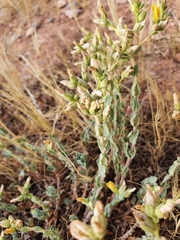 Hypericum tomentosum