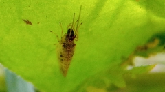 Micromus variegatus