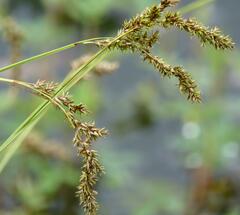 Carex cusickii